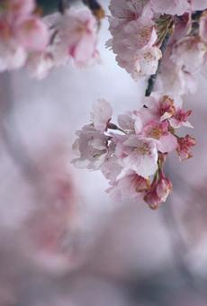 淡い桜の花 淡い桜の花の写真