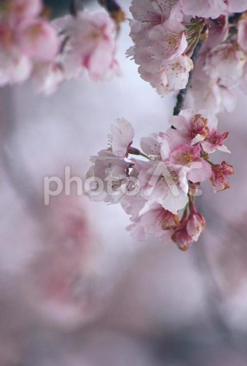 淡い桜の花 春の陽気,桜,春の写真素材