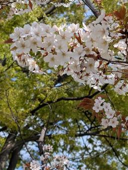 Photo, cherry blossoms, yoshino yoshino, tajima danchi, 