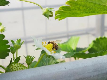 ミツバチ ミツバチ ミツバチ,いちご,いちご狩りの写真素材