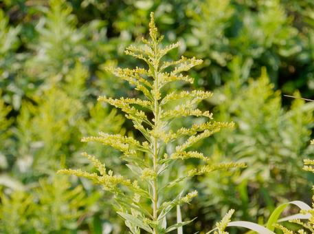 【花の写真】セイタカアワダチソウの写真