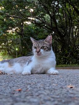 ねこ のらねこ ねこ のらねこの写真