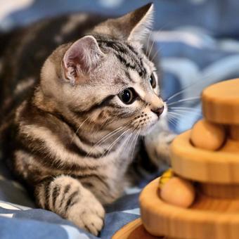 おもちゃで遊ぶ子猫 子猫,kitten,ねこの写真素材
