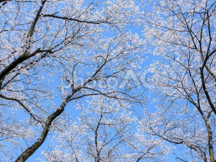 桜の花と青空 桜,さくら,サクラの写真素材