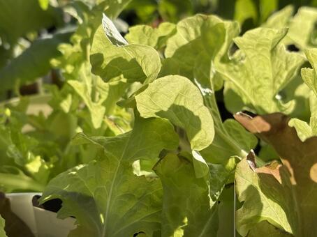 日差しが透けて綺麗な葉っぱ 風景,グリーン,自然の写真素材