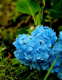 飯綱高原 ハートの紫陽花6 飯綱高原 ハートの紫陽花6の写真