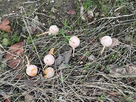 ギンナン　銀杏の実　秋　 ギンナン,銀杏の実,秋の写真素材