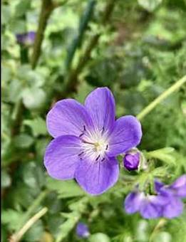 紫色の花 紫色の花 花,紫,春の写真素材