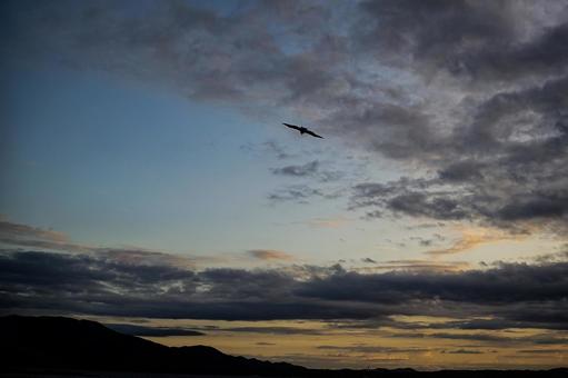 <素材>夕暮れの空を舞うトンビの姿 <素材>夕暮れの空を舞うトンビの姿 空,トンビ,鳶の写真素材