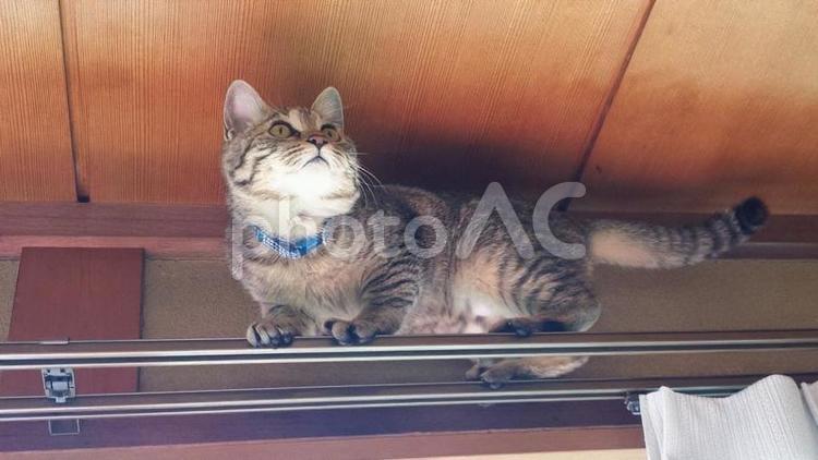 ネコ　キジトラ猫　猫　我が家の娘 ねこ,ネコ,動物の写真素材