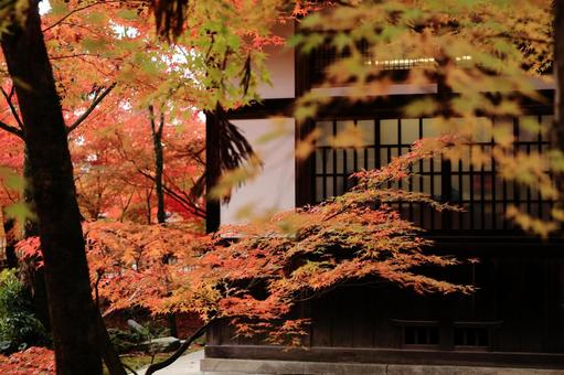 永観堂の秋 紅葉,秋,もみじの写真素材