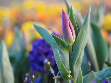 春の花 チューリップ つぼみ㉒ 春の花 チューリップ つぼみ㉒ チューリップ,tulip,鬱金香の写真素材