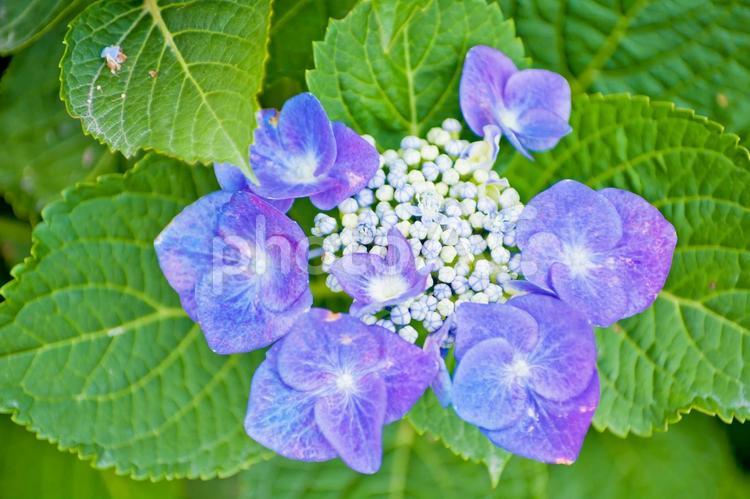 七色の額紫陽花（ガクアジサイ） 花,額紫陽花,ガクアジサイの写真素材