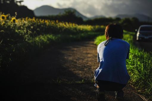 <素材>宿題に夕暮れのひまわりを撮る少年 <素材>宿題に夕暮れのひまわりを撮る少年 子供,写真,撮影の写真素材