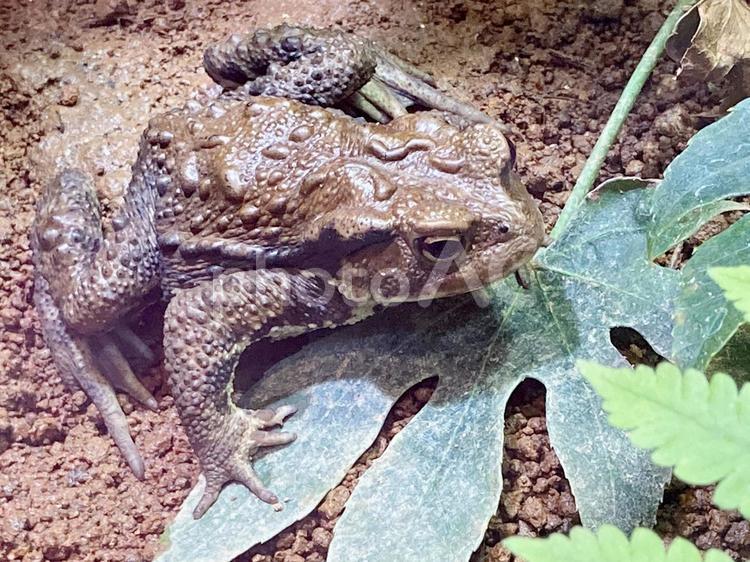ヒキガエル ヒキガエル,アズマヒキガエル,カエルの写真素材