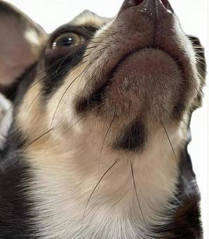 チワワ チワワの写真