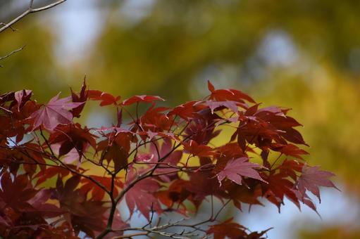 初冬の朝の横浜市北部の遊歩道の紅葉 樹木,木々,木の葉の写真素材