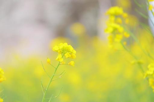 桜と菜の花畑の写真