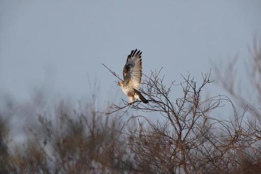 ノスリ ノスリ ノスリ,猛禽類,野鳥の写真素材