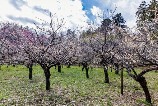 偕楽園公園　満開の梅園 偕楽園,花,梅の写真素材