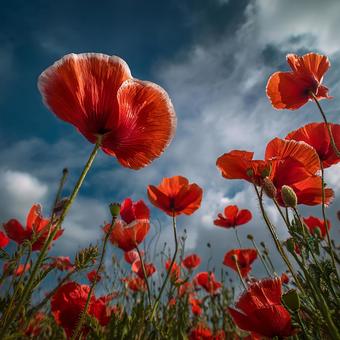 大空の下のポピーの写真