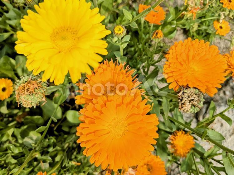 キンセンカ きんせんか,花,黄色の写真素材