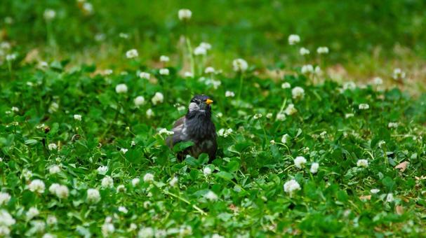花畑の中のムクドリ 花畑の中のムクドリの写真