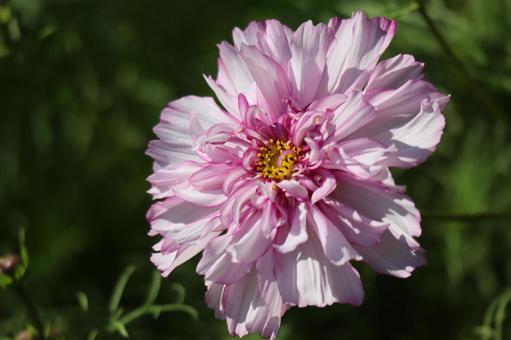 ピンクの花びらのコスモスの花のアップ ピンク,花びら,コスモスの写真素材