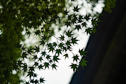 青紅葉 青紅葉の写真