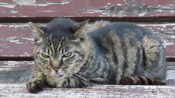 ベンチで寛ぐもふもふであざと過ぎる猫 猫,キジトラ,舌の写真素材