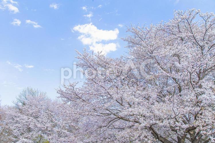 桜　さくら　咲く　満開　背景 桜,さくら,サクラの写真素材