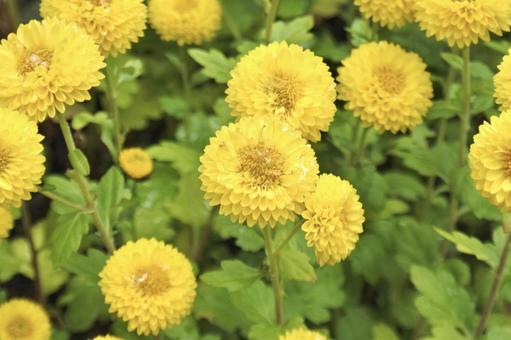 黄色い菊① 菊,黄色,緑の写真素材