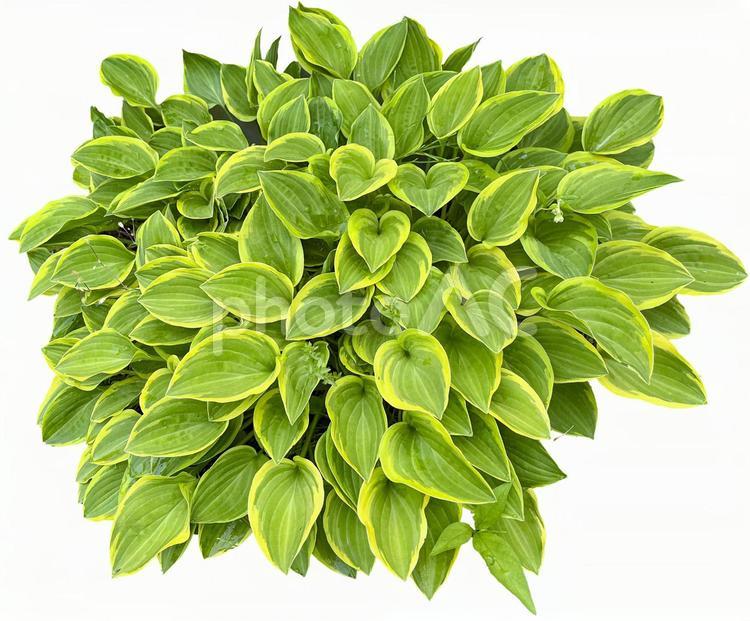 キボウシ　切抜き キボウシ,切抜き,psdの写真素材