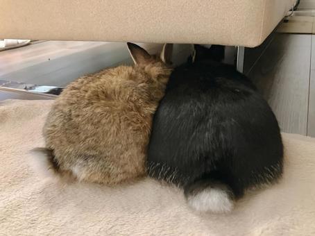 2匹のうさぎの後ろ姿 うさぎ,ペット,癒しの写真素材