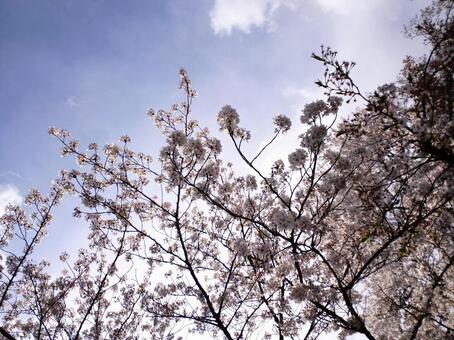 Sunny skies and cherry blossoms 4 Sunny skies and cherry blossoms 4
