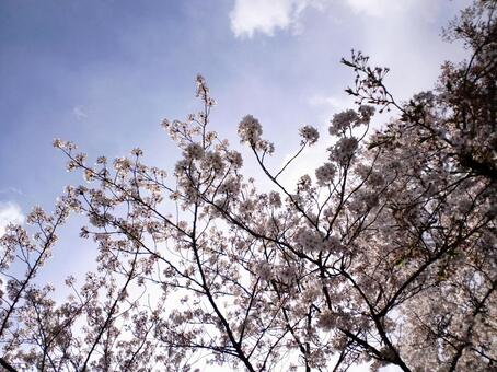 Sunny skies and cherry blossoms 4, цветок, китай, вишневый цвет, JPG