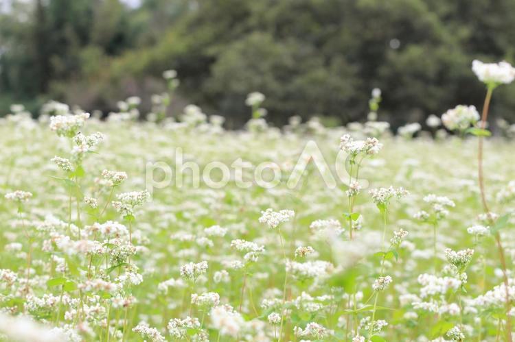 信州のそばの畑　蕎麦の白い花が満開 そばの花,蕎麦,ソバの写真素材