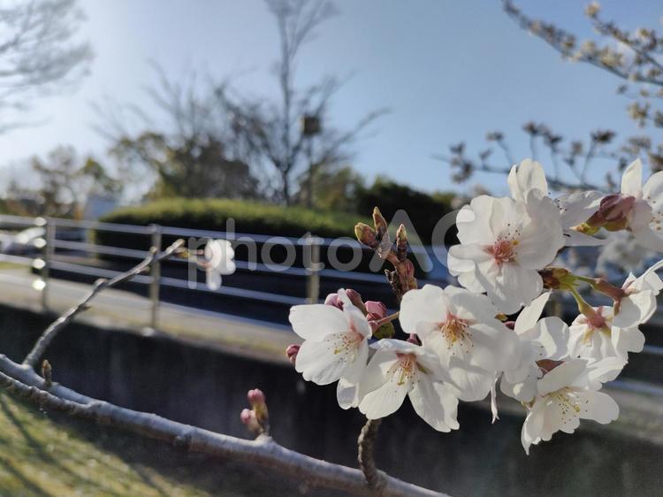 公園のさくら 桜,さくら,春の写真素材