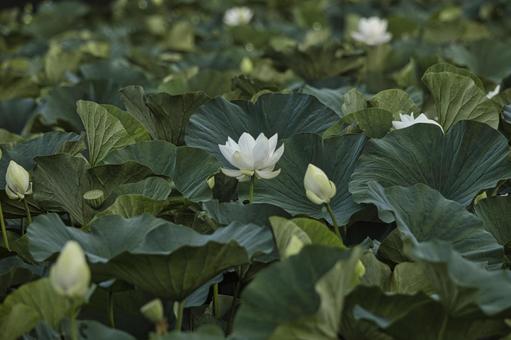 蓮の花 蓮の花の写真