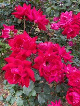 濃いピンクの薔薇 濃いピンクの薔薇の写真
