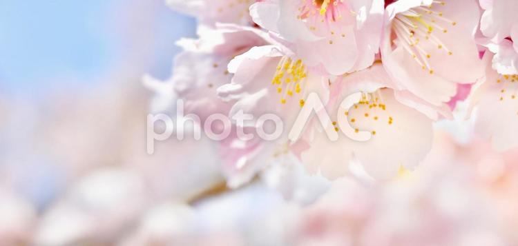 麗かな空と春風になびく桜の背景/バナー2 さくら,春,サクラサクの写真素材