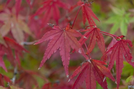 鮮やかに色づいた深紅の紅葉 紅葉,モミジ,カエデの写真素材