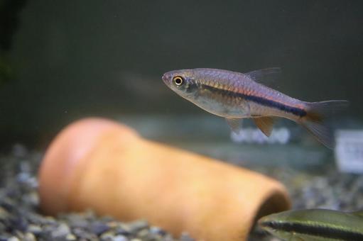 レッドチェリーラスボラ レッドチェリーラスボラ ラスボラ,アクアリウム,熱帯魚の写真素材