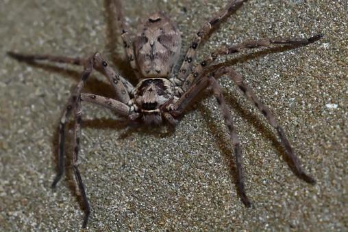 Photo, ashida cub, insect, spider, 