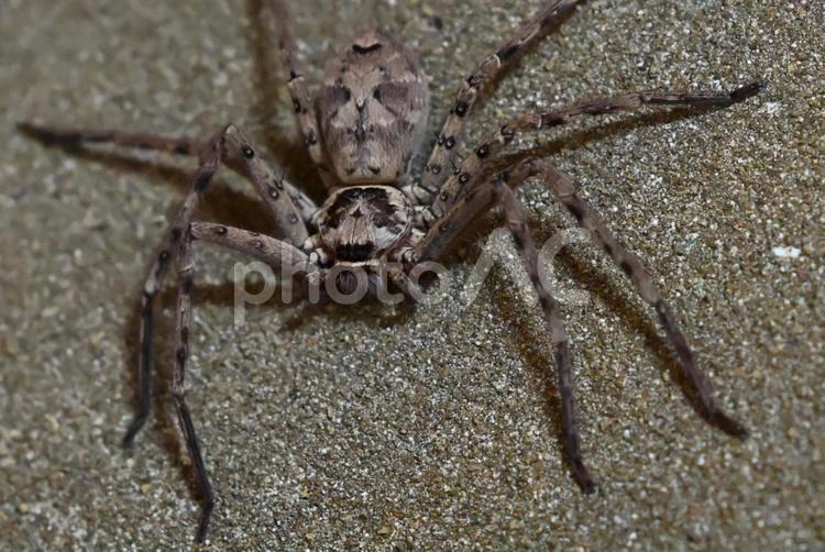 アシダカグモ アシダカグモ,虫,クモの写真素材