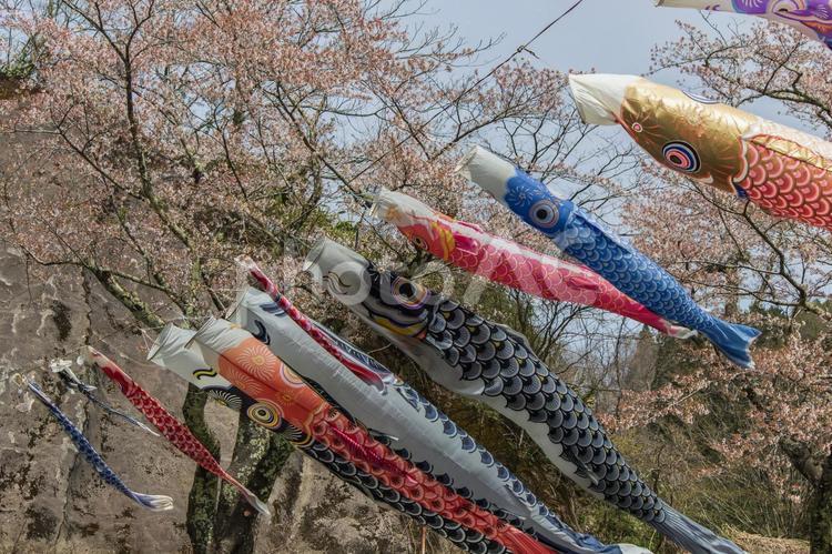 桜と鯉のぼりのある風景６（宿河川公園） サクラ,桜,さくらの写真素材