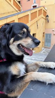 Excited Dog Excited Dog 犬,成犬,ミックス犬の写真素材