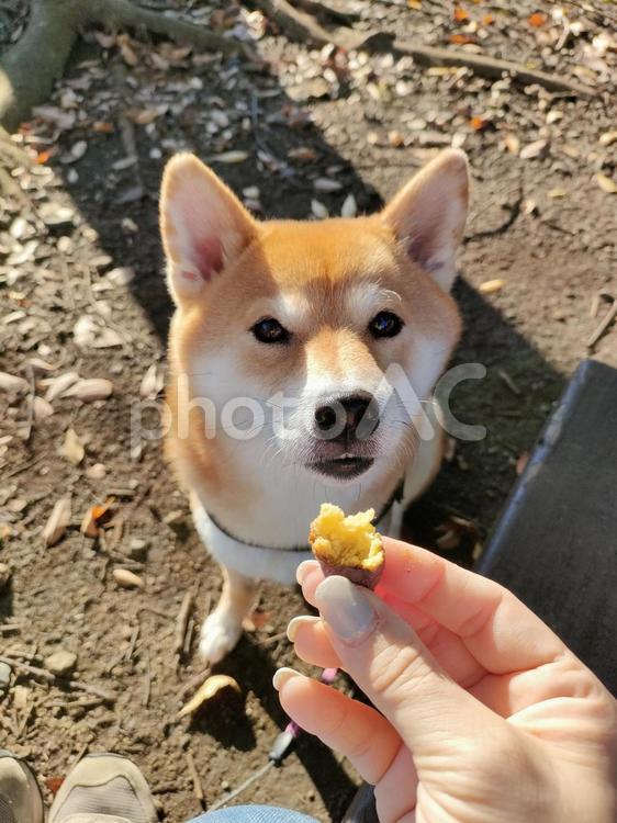 おいも待ちする柴犬くるみです！ 犬,柴犬,シバの写真素材