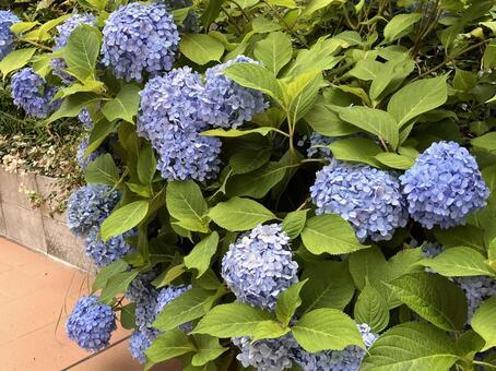 紫陽花 紫陽花,綺麗,6月の写真素材