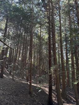 秋の赤松林 赤松林,秋,茶色の写真素材